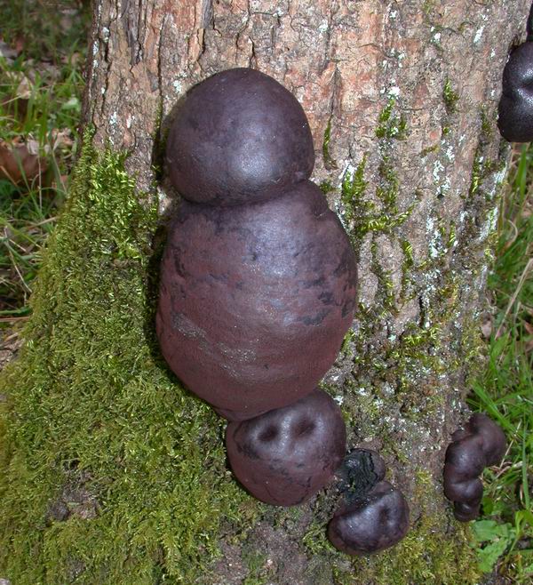 Mycoflora  toscana - Che grande soddisfazione....